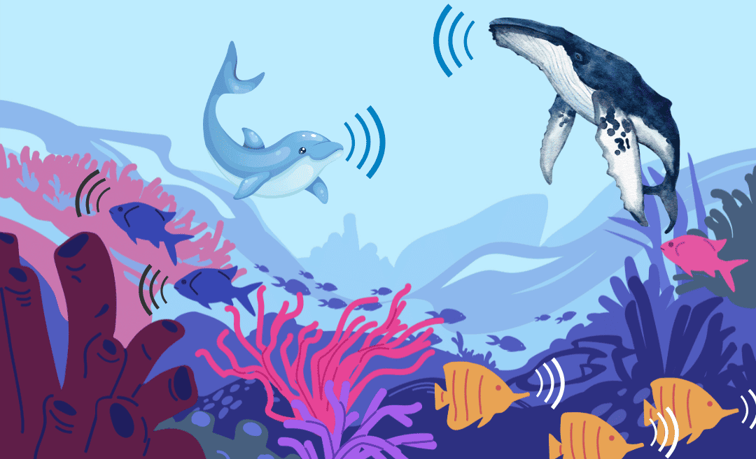 Ocean Noise Policy and Management Lecture – Dalhousie University