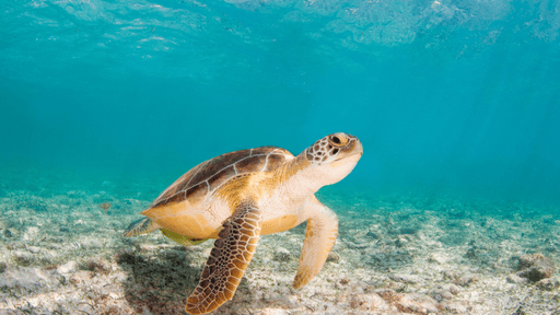Sea Turtle